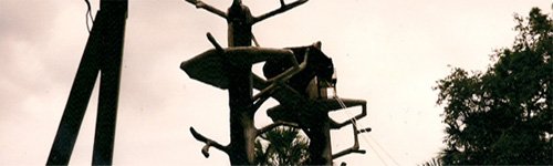 Talgoxar + ekorrar (2010)